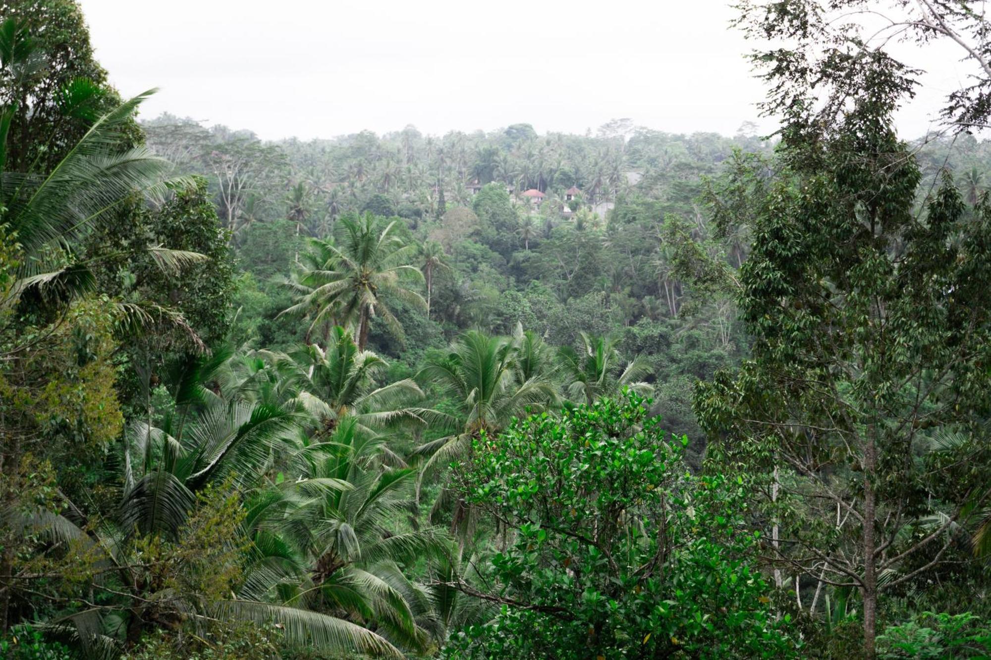 Delta Casa Ubud-Jungle Villas With Volcano View & Hot Tub 帕洋安 外观 照片